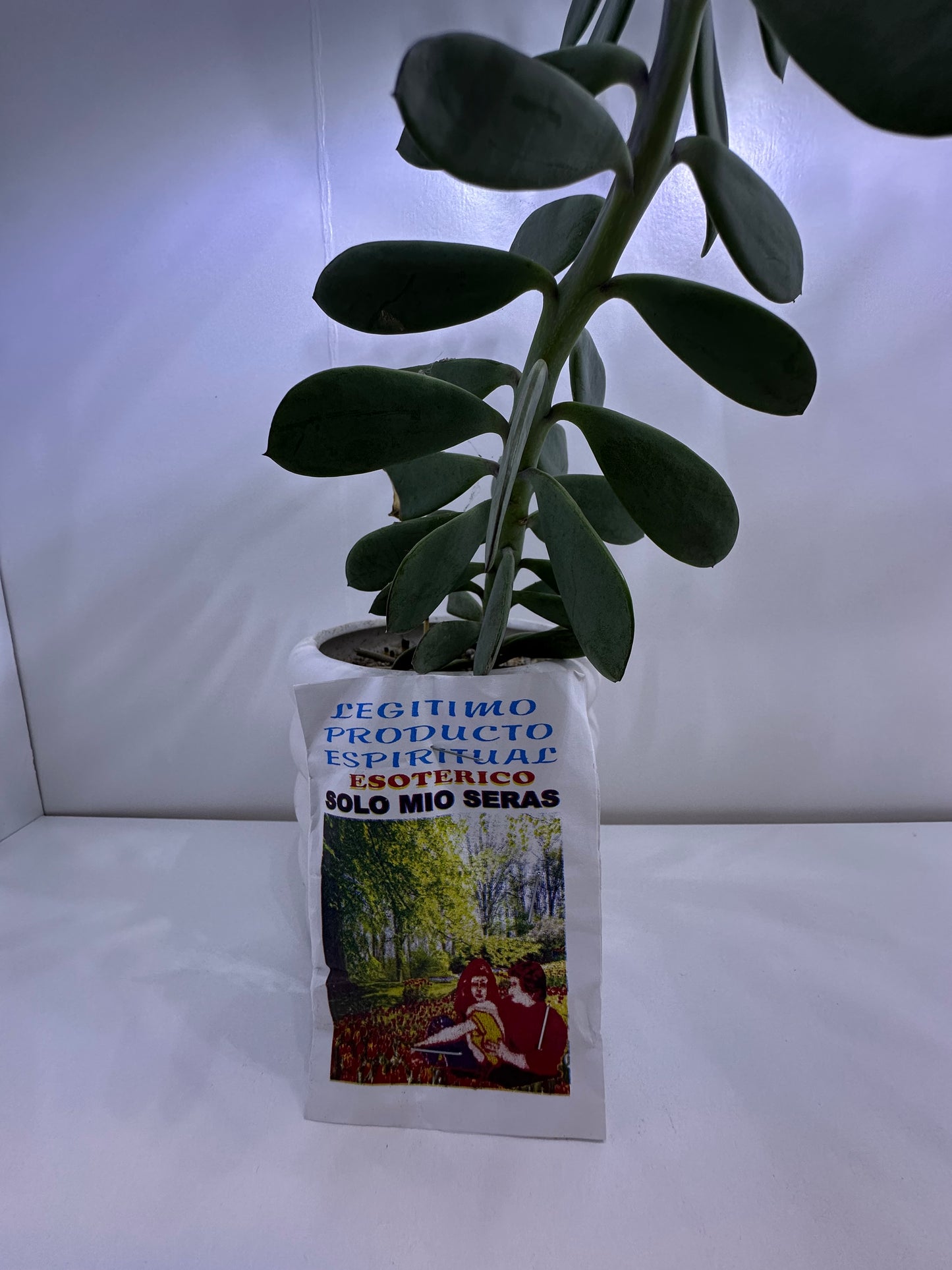 Polvo Solo mío serás