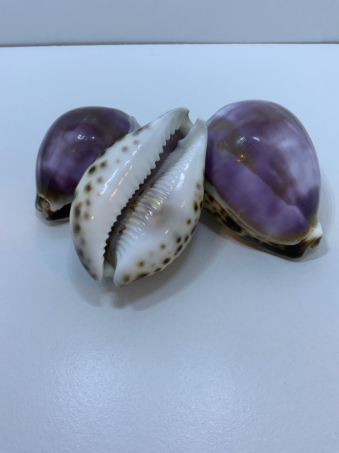 Caracol Jumbo Cauri Violeta (Morado)