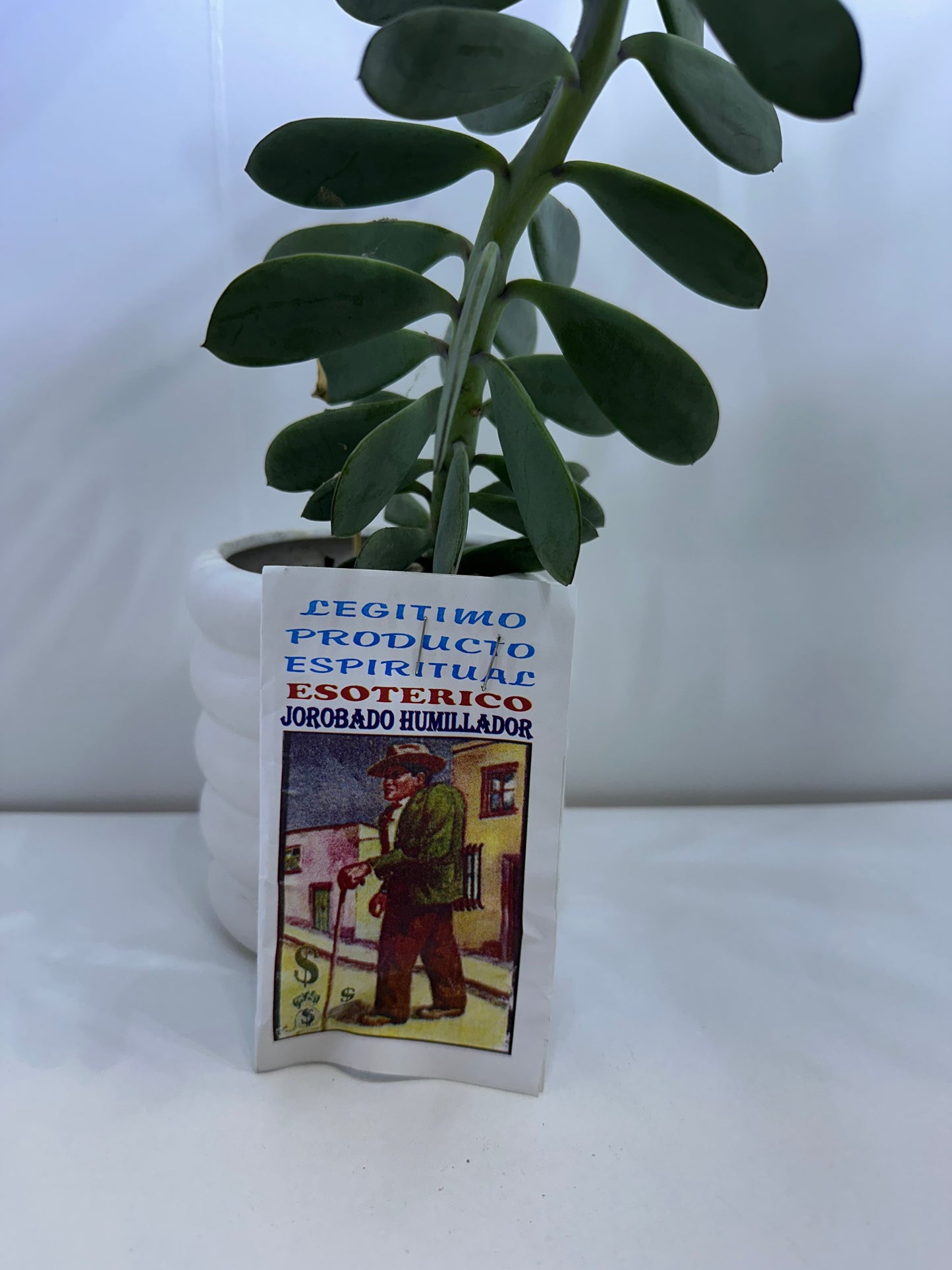 Polvo Jorobado Humillador