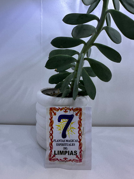 Polvo 7 Limpias
