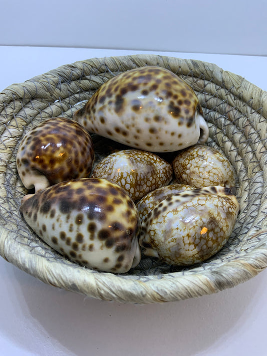 Caracol Jumbo Cauri Tigre