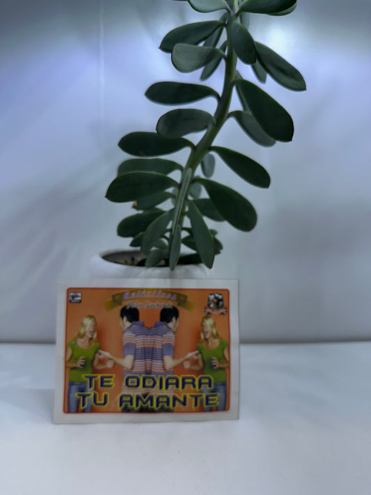 Polvo Te odiará tu amante